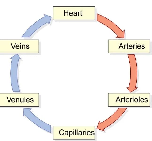 Cardiovascular system diagram with the vessel labels masked in gold