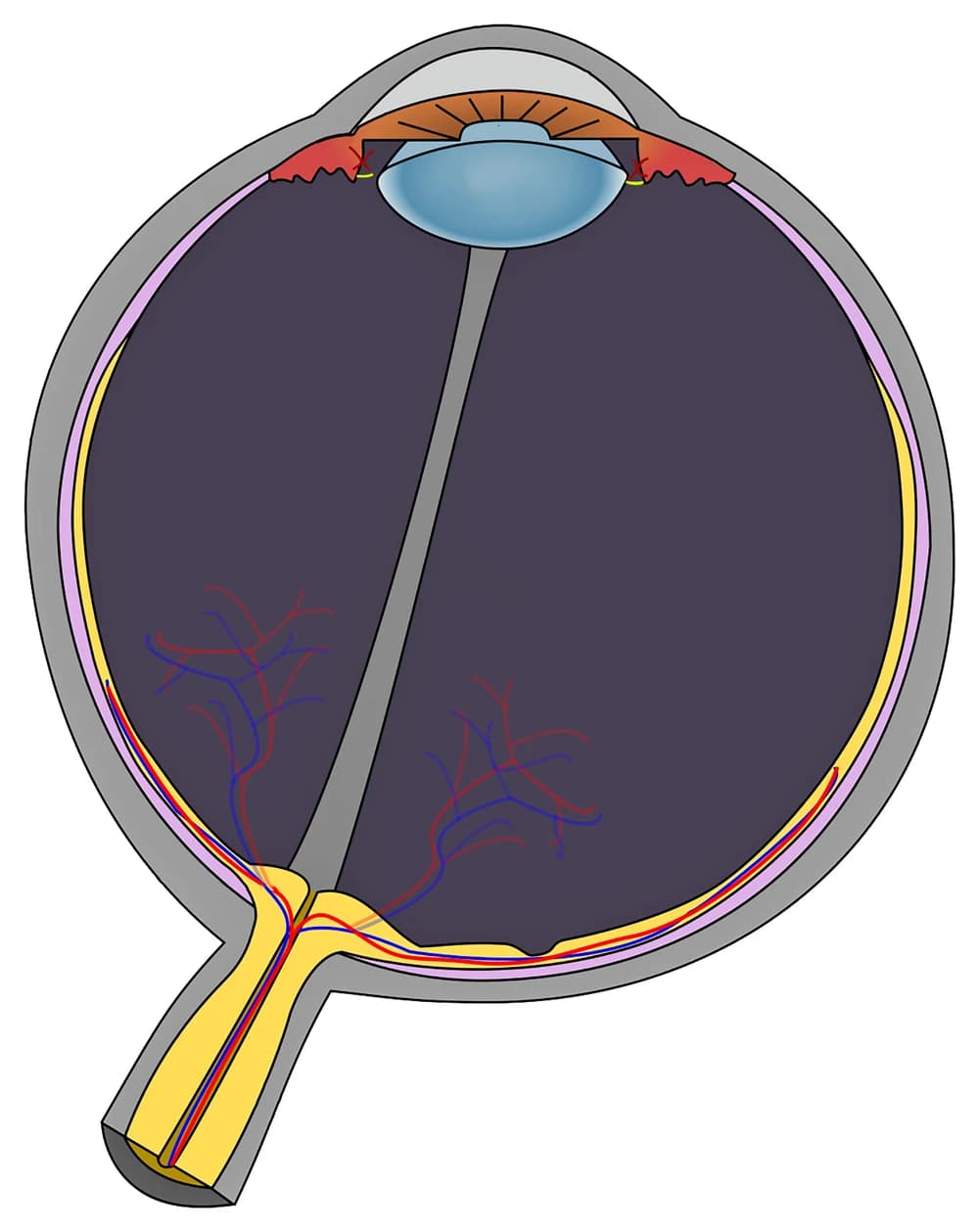 Horizontal cross-section of the human eye showing the cornea, aqueous humor, iris, pupil, lens, ciliary body, sclera, choroid, retina, fovea, vitreous body and optic nerve, with no printed labels