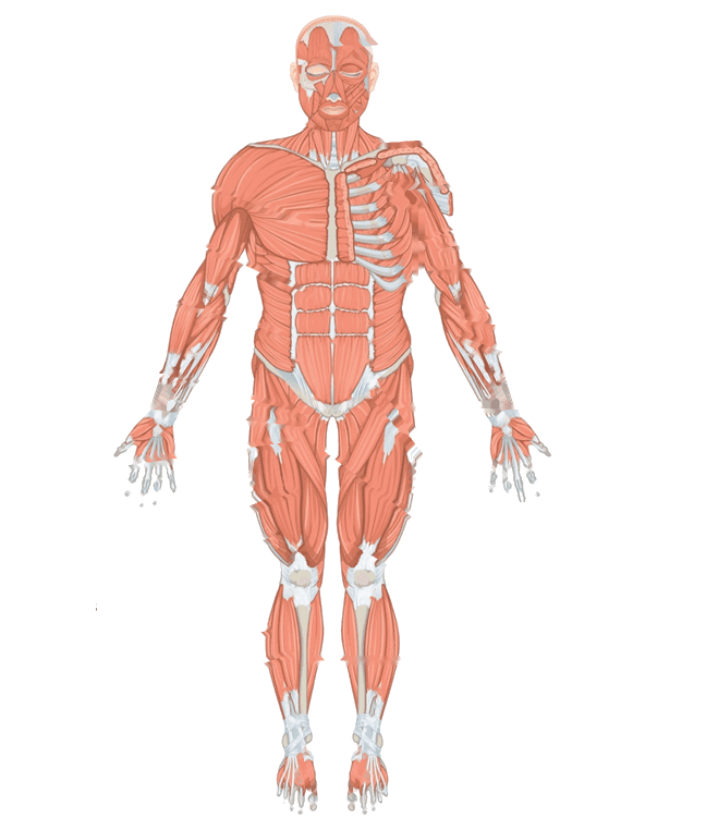 Front view of the human muscular system showing the neck, shoulder, chest, arm, abdomen, thigh and lower leg muscles, with the surface layer on the left of the picture and the ribs and deeper muscles on the right, and no printed labels